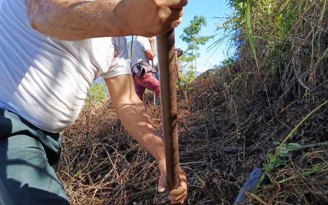 Minga de Plantación: Guayacanes para Embellecer La Chonta
